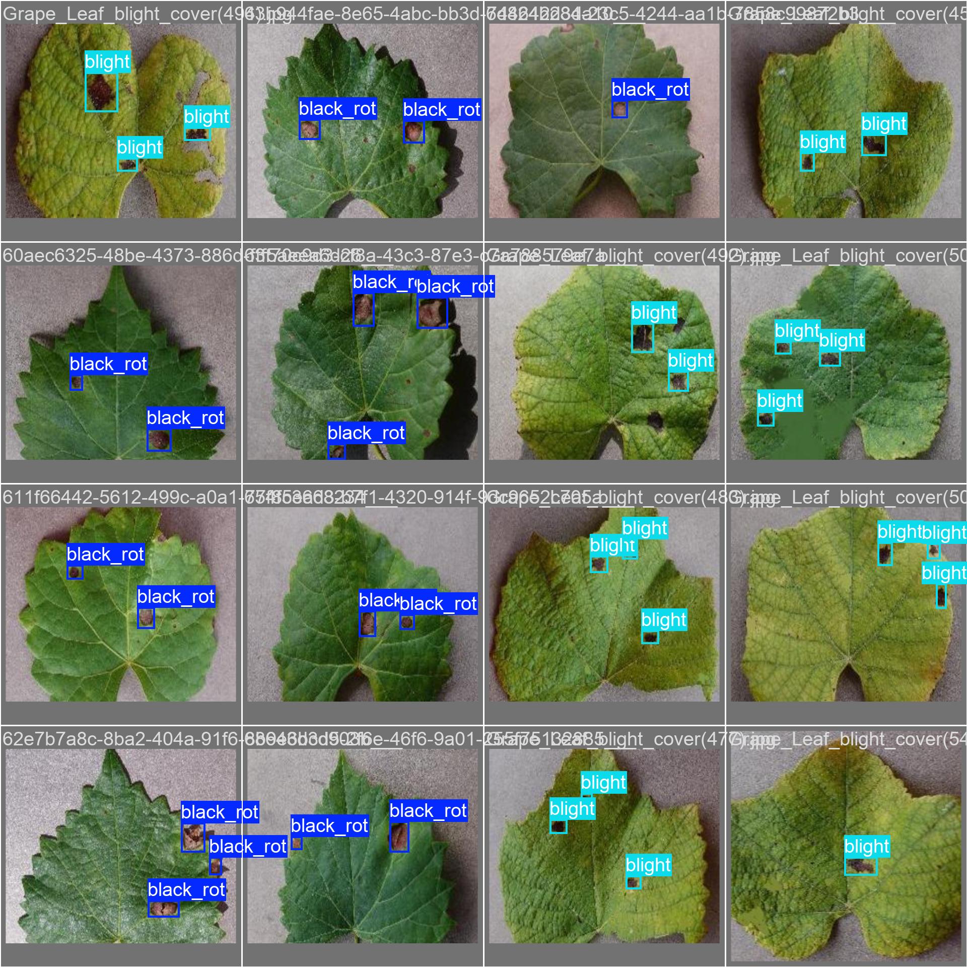 33_grape_disease-val_batch0_labels.jpg
