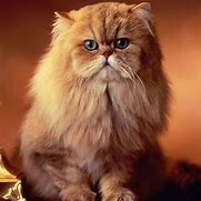null cat