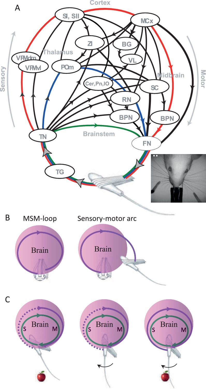 自下而上与自上而下注意力