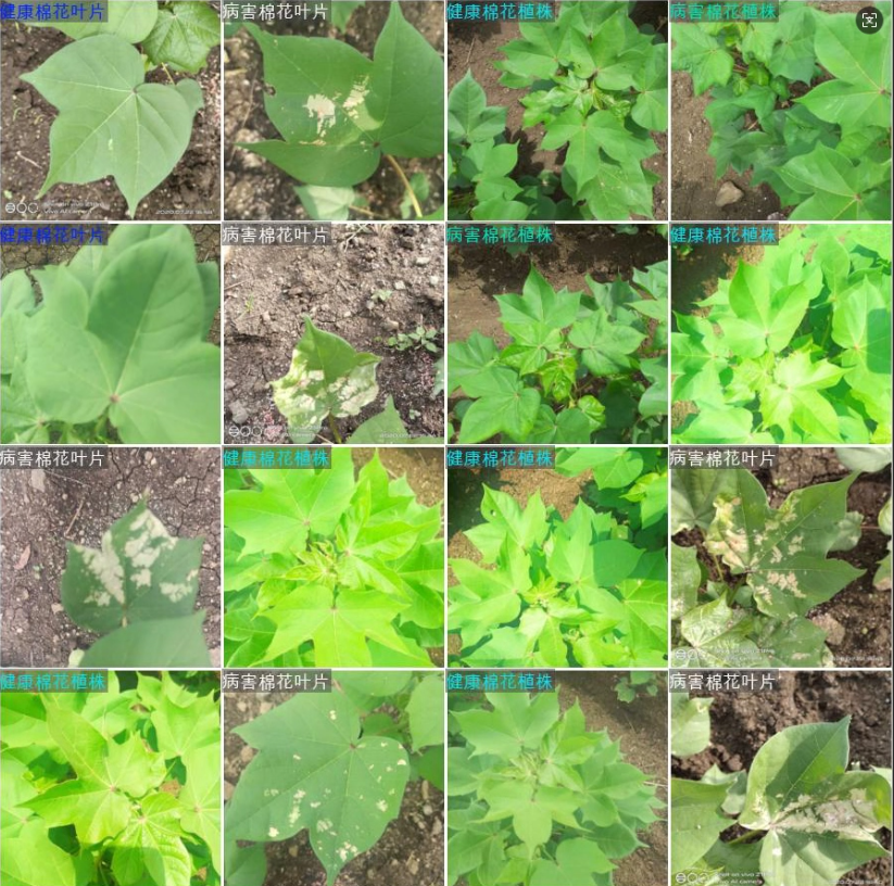 image-20260113011435860