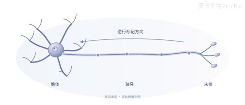 运动神经元逆行标记示意图