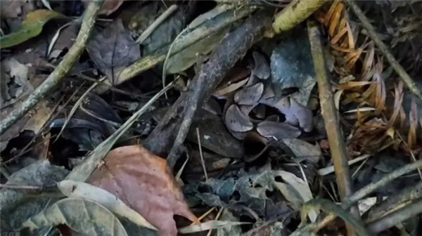 难以理解！为什么在自然界中 颜色鲜艳代表危险