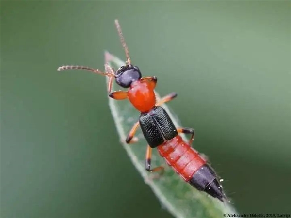 难以理解！为什么在自然界中 颜色鲜艳代表危险