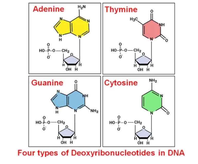 探索dna 与 dna 酶:生命微观世界的 "奇妙组合"