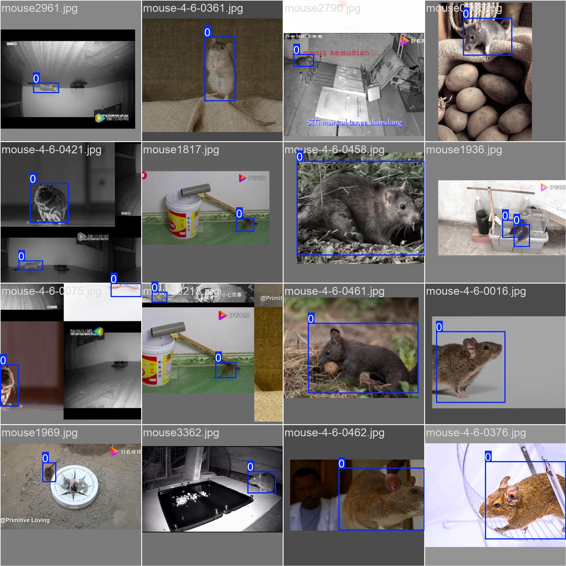 72_mouse_det-train_batch0.jpg