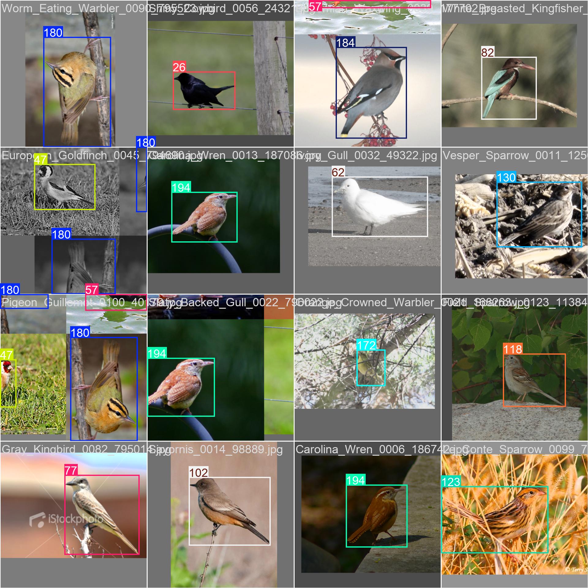 4_brid_detect-train_batch0.jpg