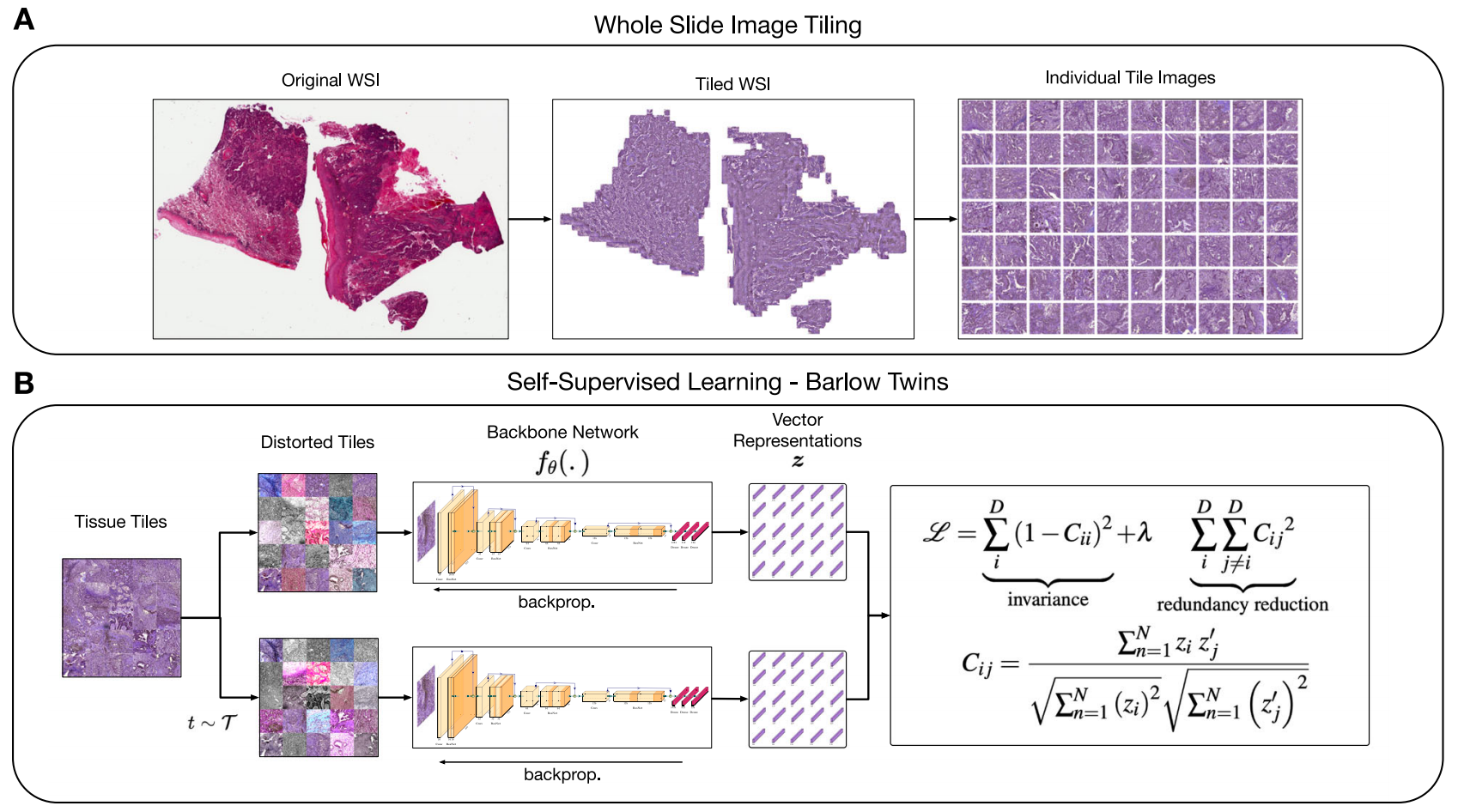 组织形态表型学习(HPL)框架架构概述