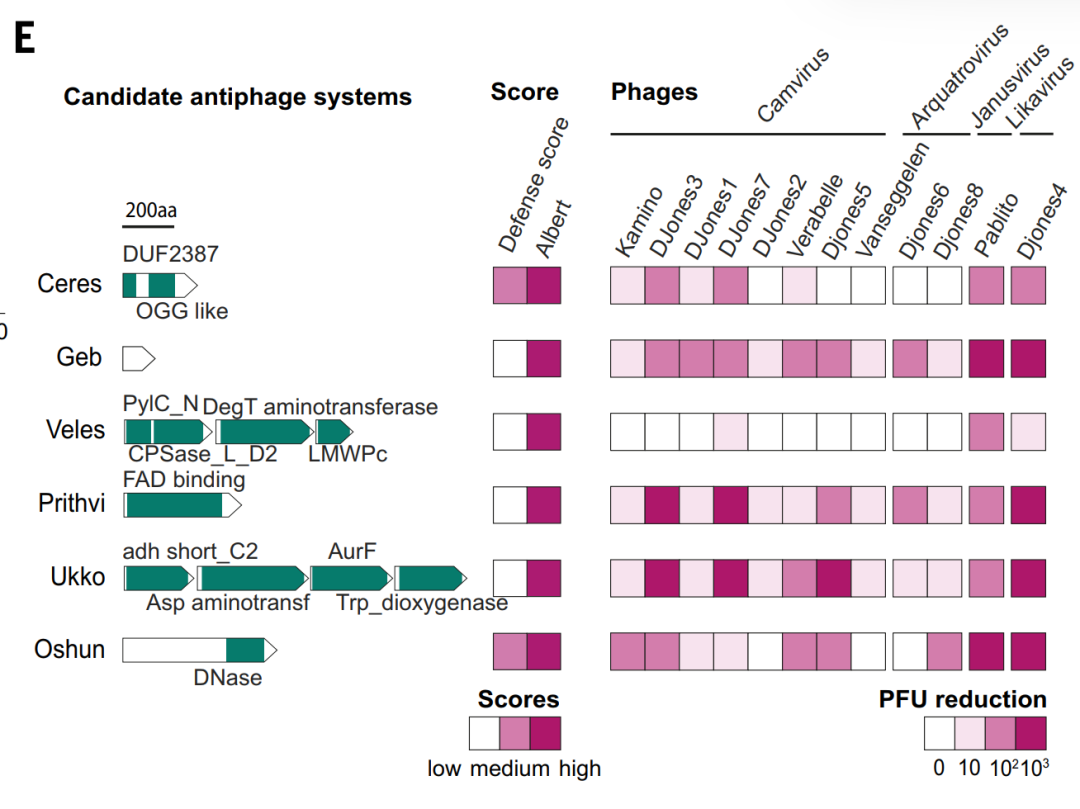 成功预测239万抗噬菌体蛋白，法国团队利用深度学习模型绘制细菌抗病毒免疫图谱