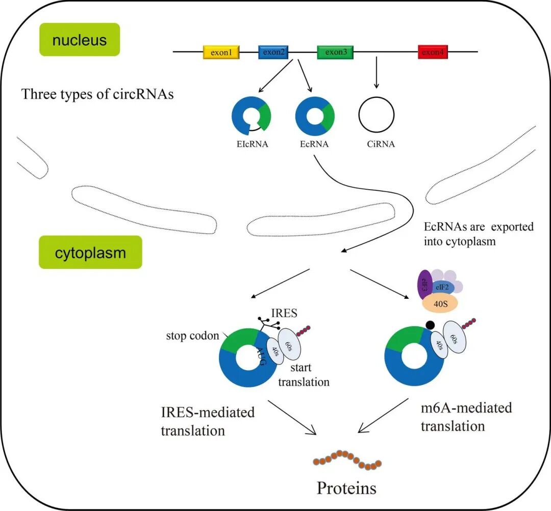 RNA CSDN rna-csdn