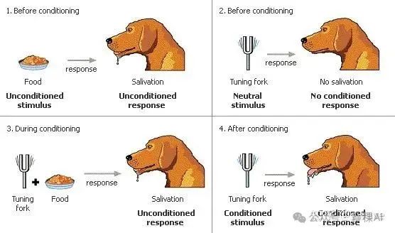 https://sites.psu.edu/siowfa16/2016/12/02/classical-conditioning/