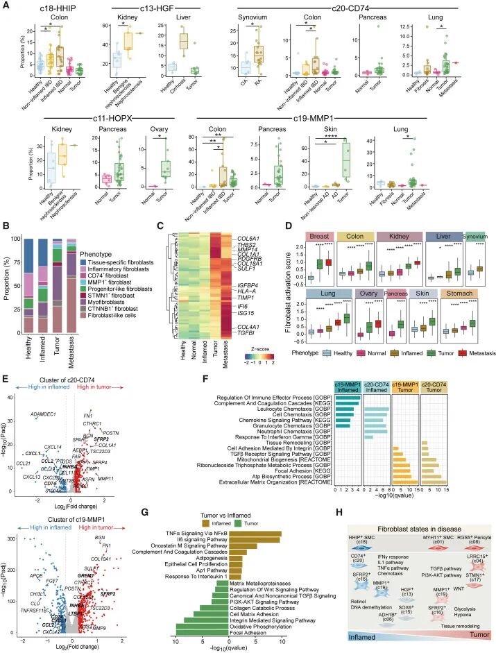 Cancer Cell|Bulk+scRNA-seq+10X Visium揭示成纤维细胞的多重面孔：从组织修复到肿瘤帮凶-CSDN博客