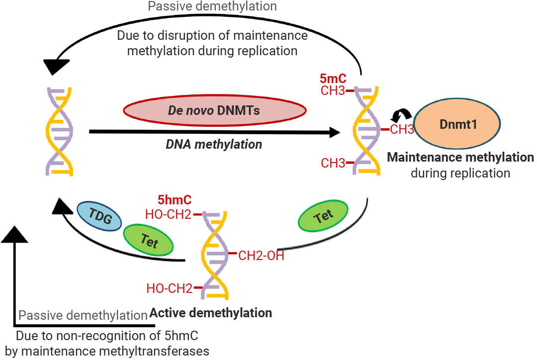 表观遗传修饰:想要改变基因表达?不只有 DNA,染色体也可以!_ MCE(MedChemExpress)-CSDN博客