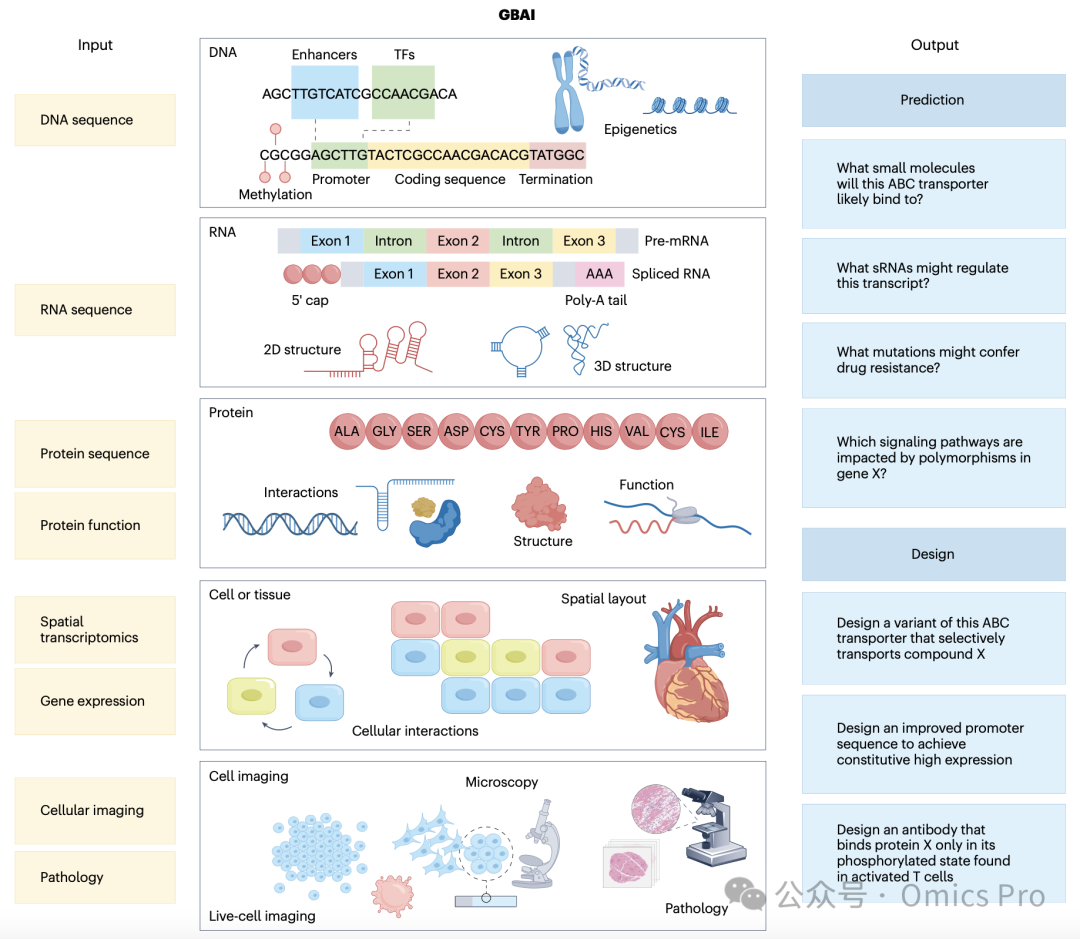 建模生命语言：DNA→RNA→蛋白质→细胞功能-CSDN博客