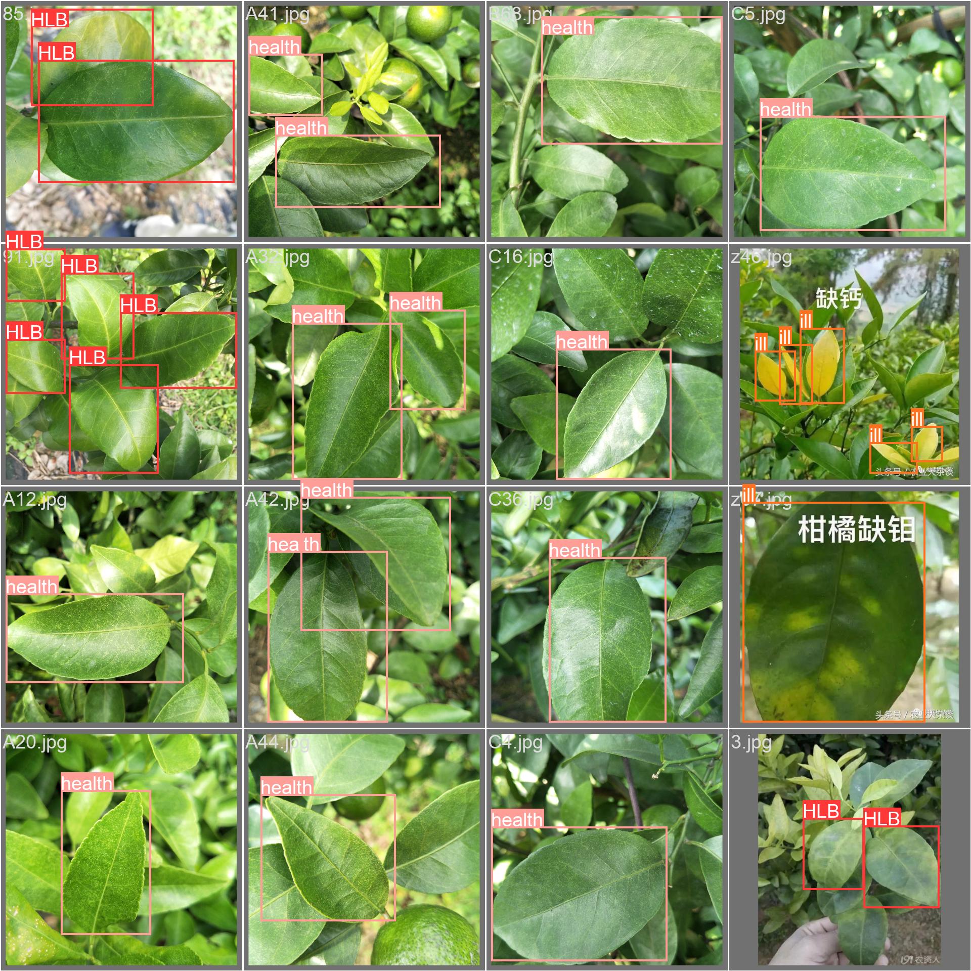 61_citrus_disease-val_batch1_labels.jpg