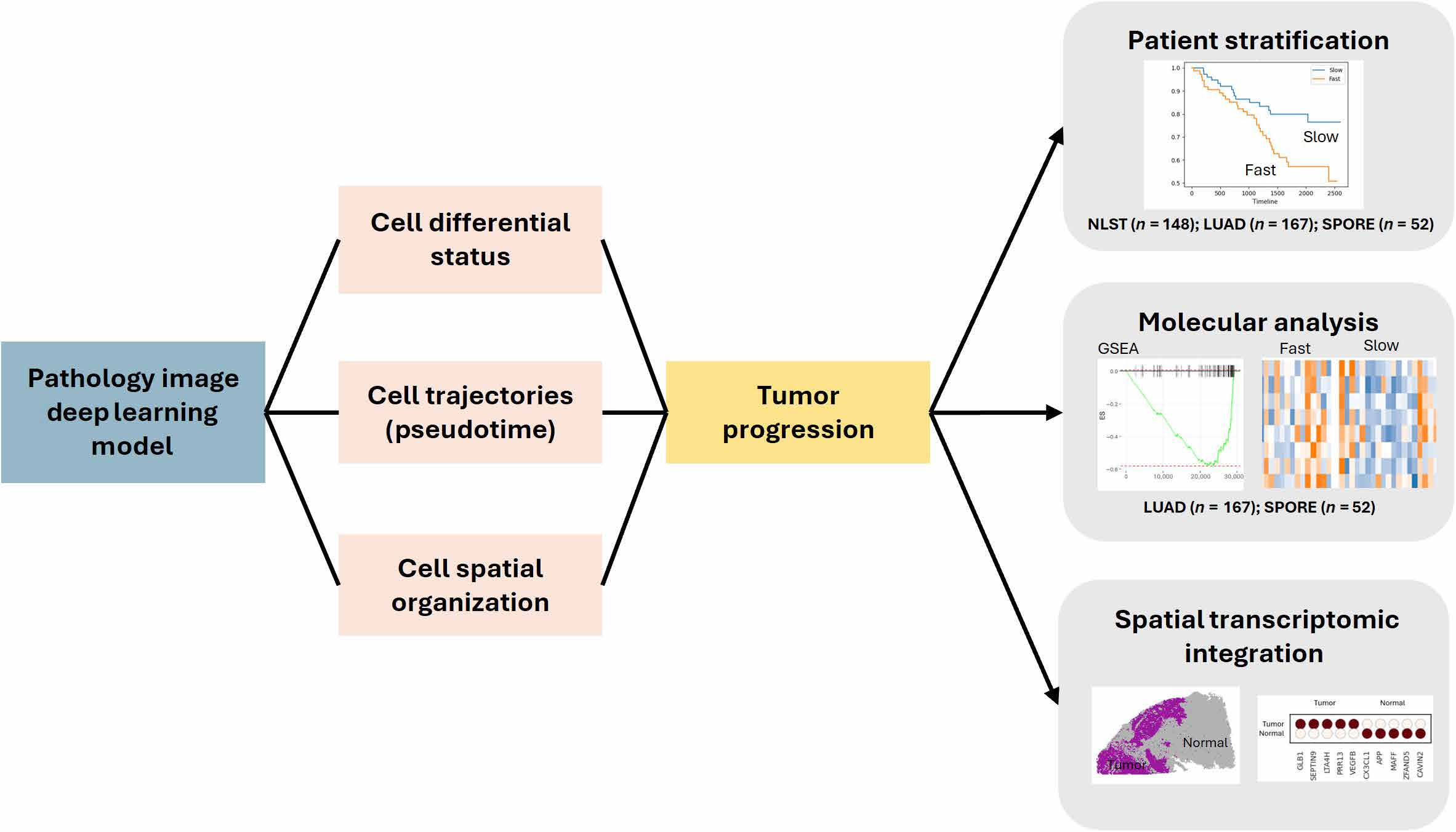 Sci Adv｜使用少量标注病理切片微调基础模型，即可区分肿瘤细胞的分化状态，并推断进展轨迹_utsw-spore-CSDN博客