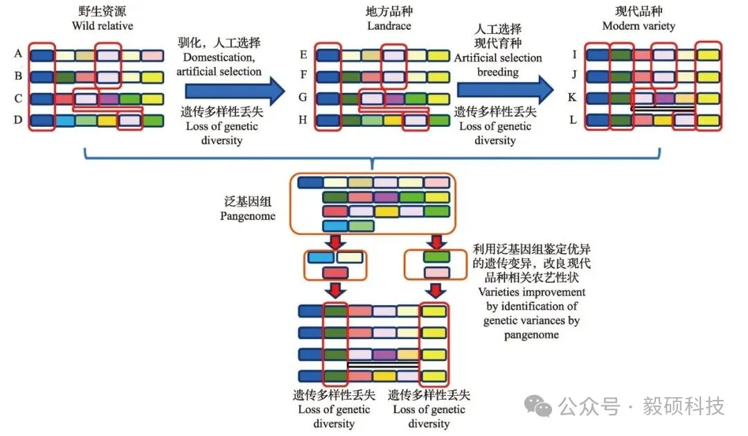 图3 泛基因组在遗传变异发掘和植物分子育种中应用