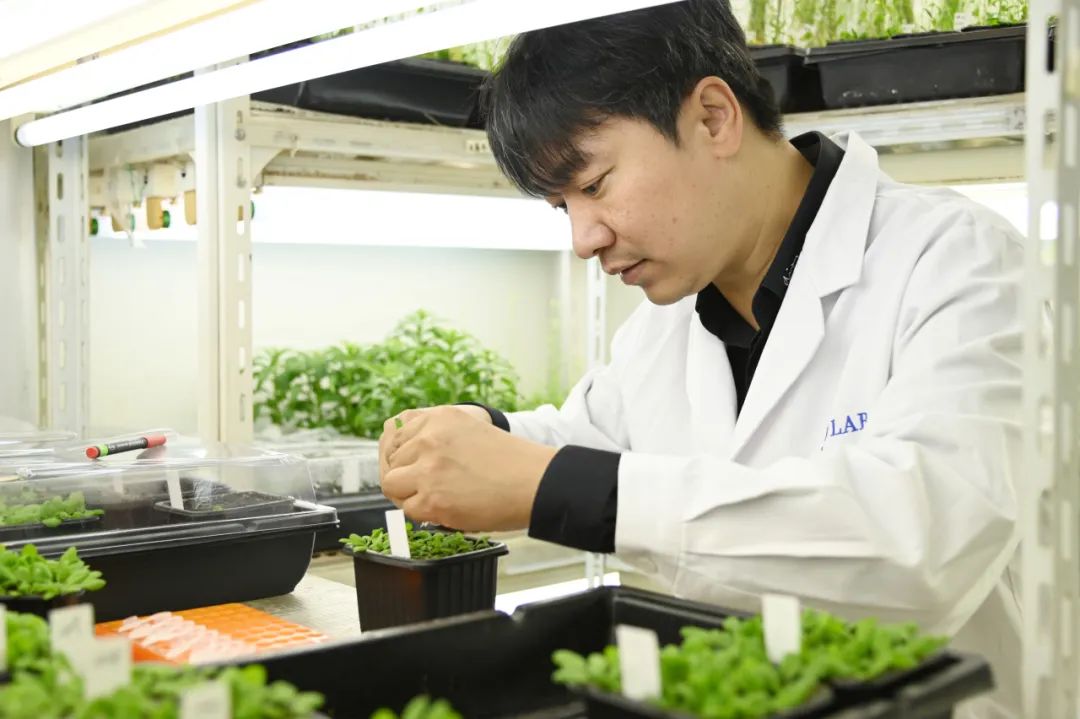师从王佳伟研究员,博士生一作发Cell,改变三个基因即可实现植物多年生与一年生之间互相转换!获评百篇优秀博士学位论文-CSDN博客