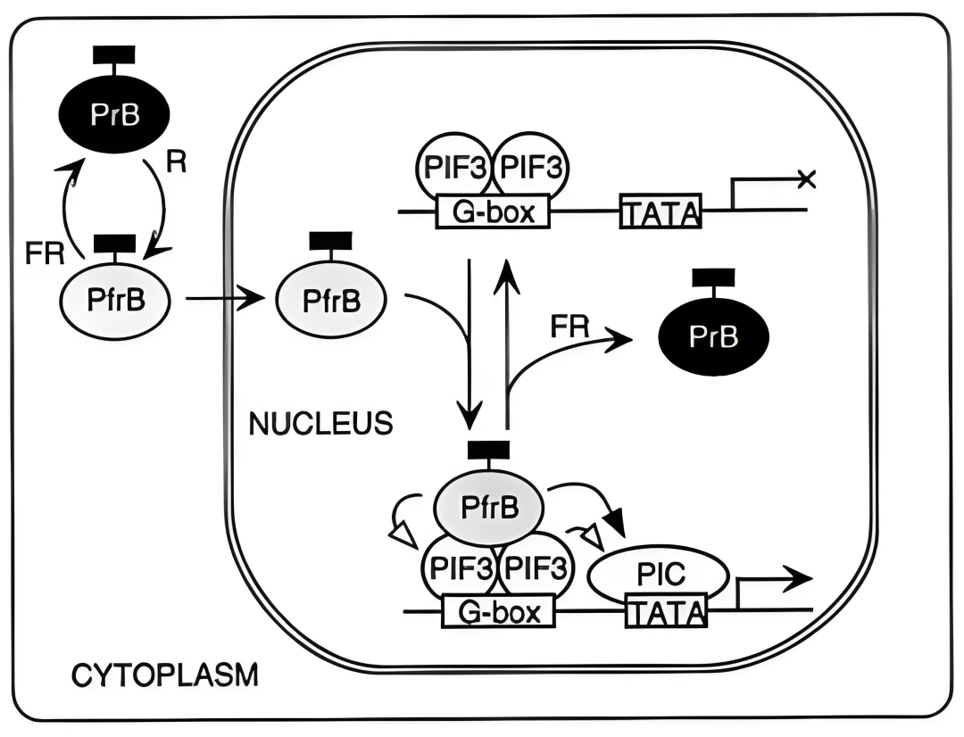 Phyb Function 植物的“眼睛”——光受体_hy4 gene of a. thaliana encodes a protein with cha-CSDN博客