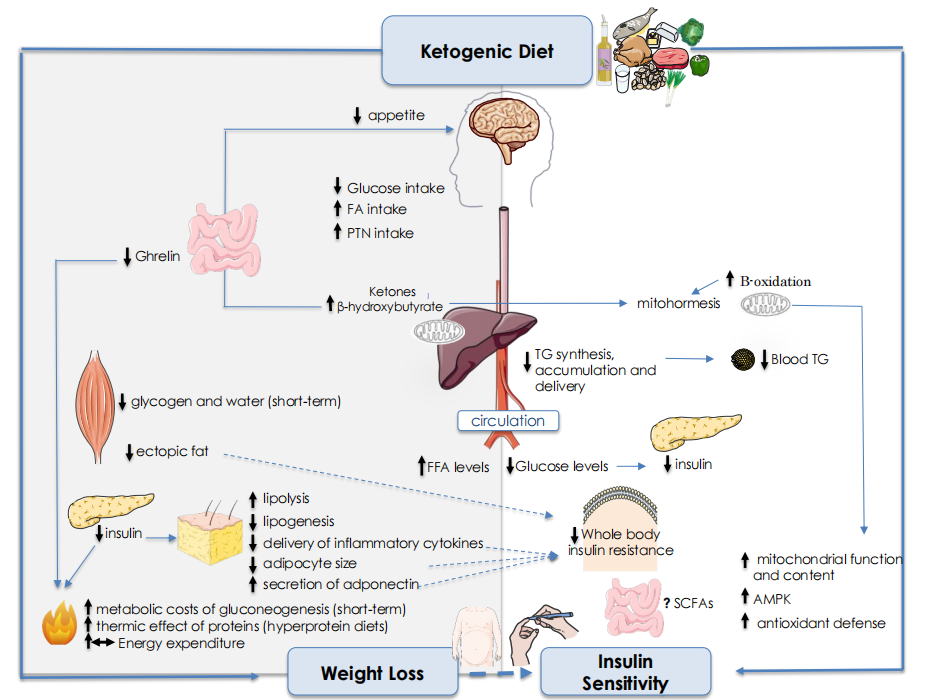 Nature及子刊通过多组学揭秘生酮饮食抗癌和减肥机制_丁酰化修饰与肿瘤免疫-CSDN博客