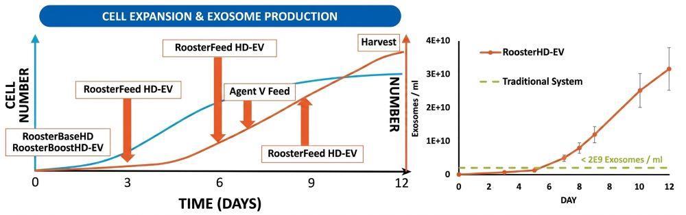 图2. Rooster HD-EV在3D生物反应器中实现长达12天的外泌体连续生产