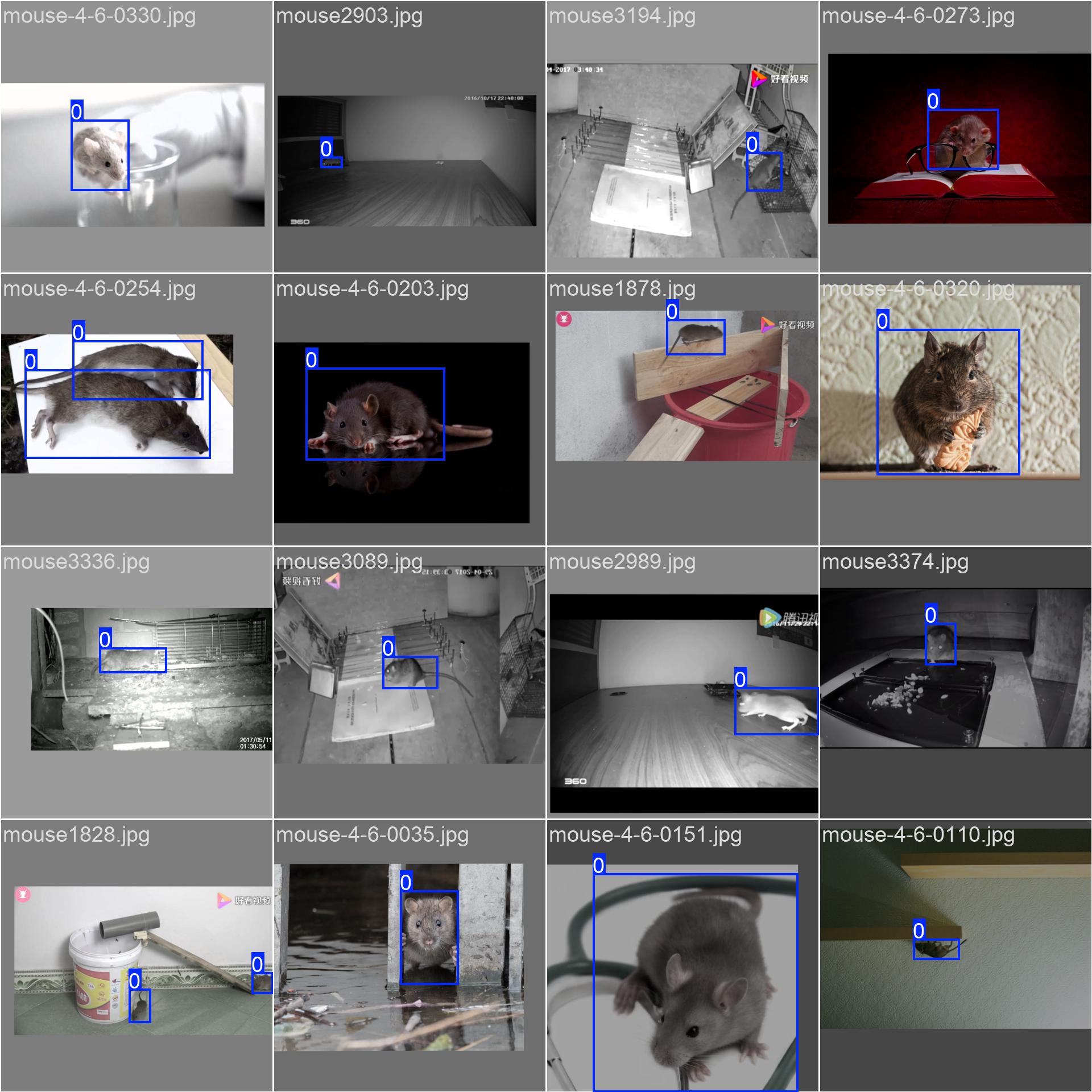 72_mouse_det-train_batch1.jpg