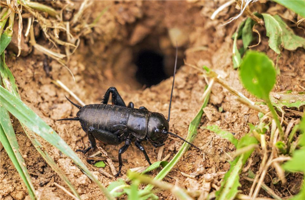 欧盟批准面包虫粉末放入面包!此前还将蟋蟀粉加入食物