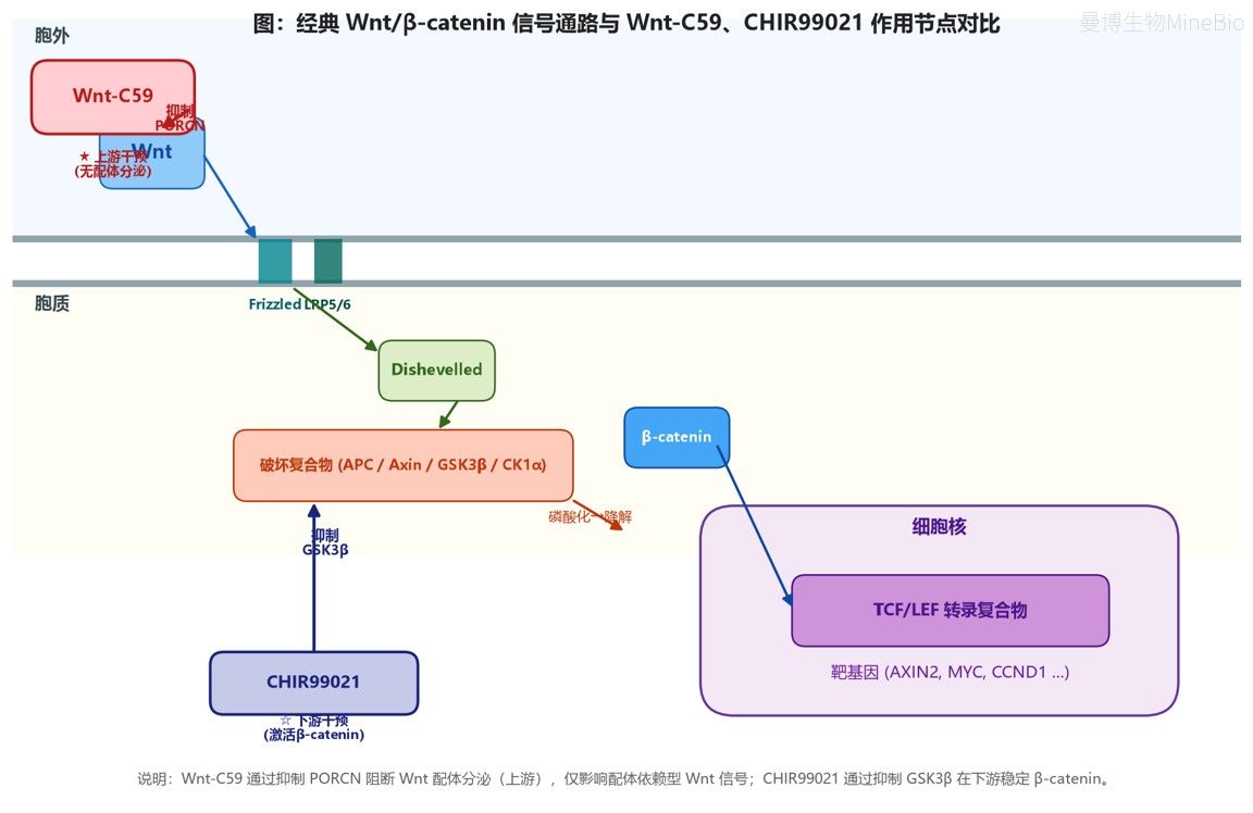 Wnt-C59与CHIR99021在经典Wnt信号通路中的作用位置