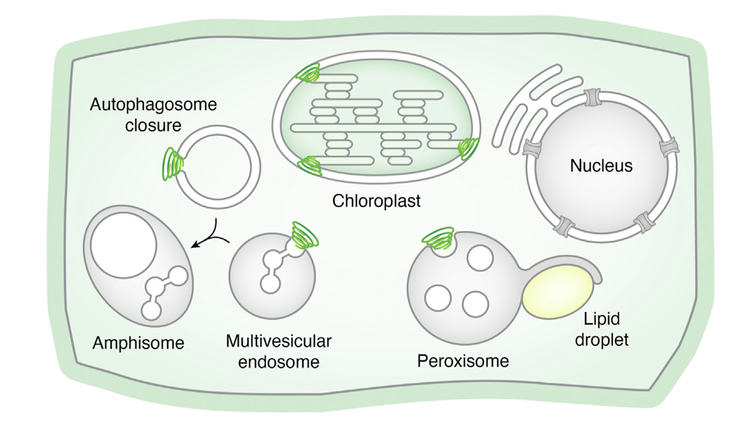 图 ESCRT在植物细胞中发挥作用.png