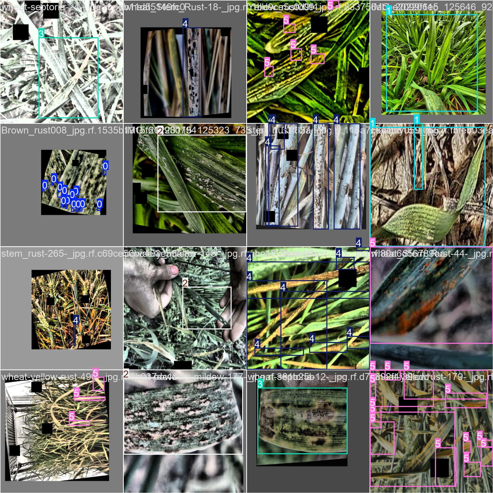 41_wheat_disease-train_batch1.jpg