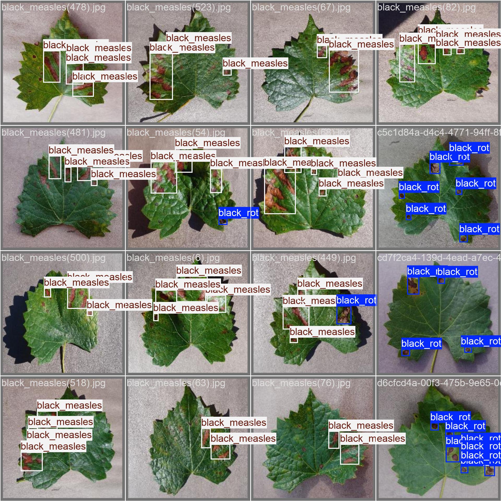 33_grape_disease-val_batch1_labels.jpg