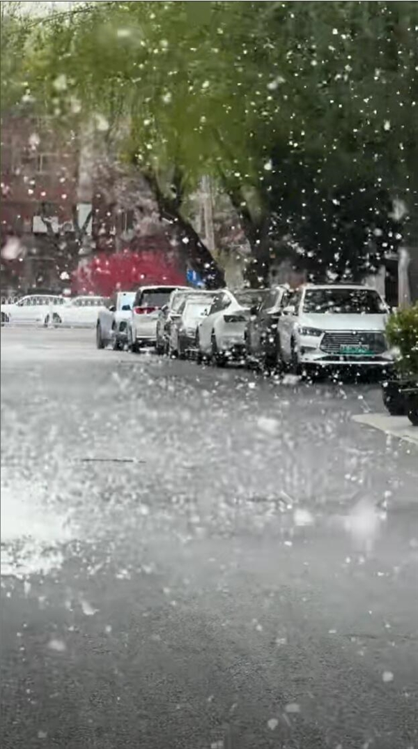 毛毛毛人毛毛毛：又是柳絮纷飞季