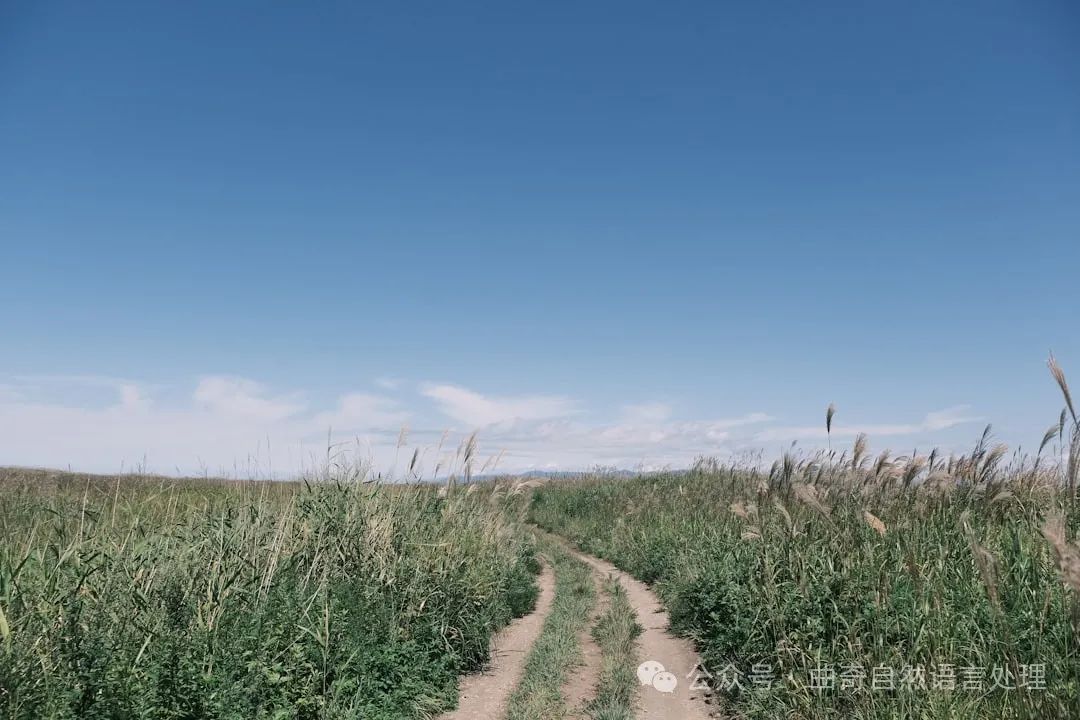 a dirt road through a grassy field