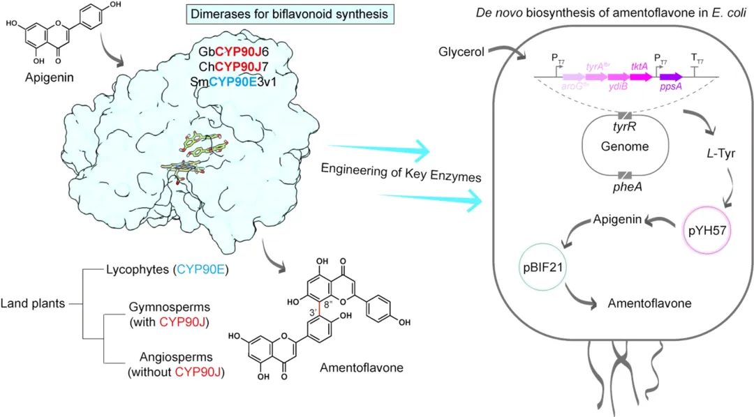中科院分子植物创新中心王勇团队发现裸子植物双黄酮合成关键酶CYP90Js,助力神经退行性疾病药物开发-CSDN博客