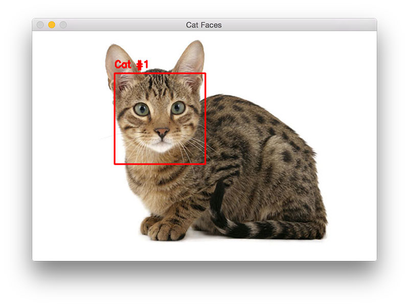 图 3. 使用 OpenCV 和 python 检测猫脸