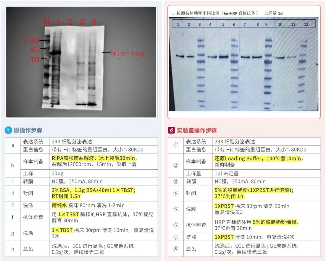 WB实验杂带?别慌!真实案例+终极排查指南,一起攻克科研难题!-CSDN博客