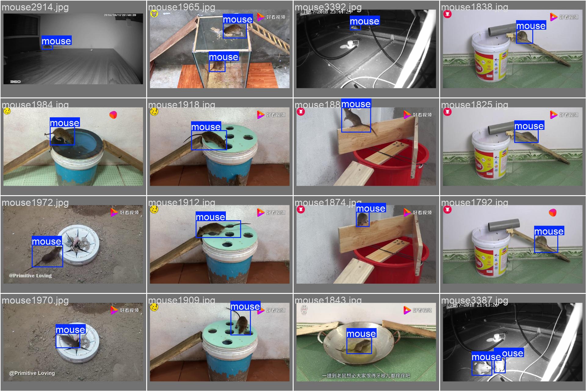 72_mouse_det-val_batch0_labels.jpg