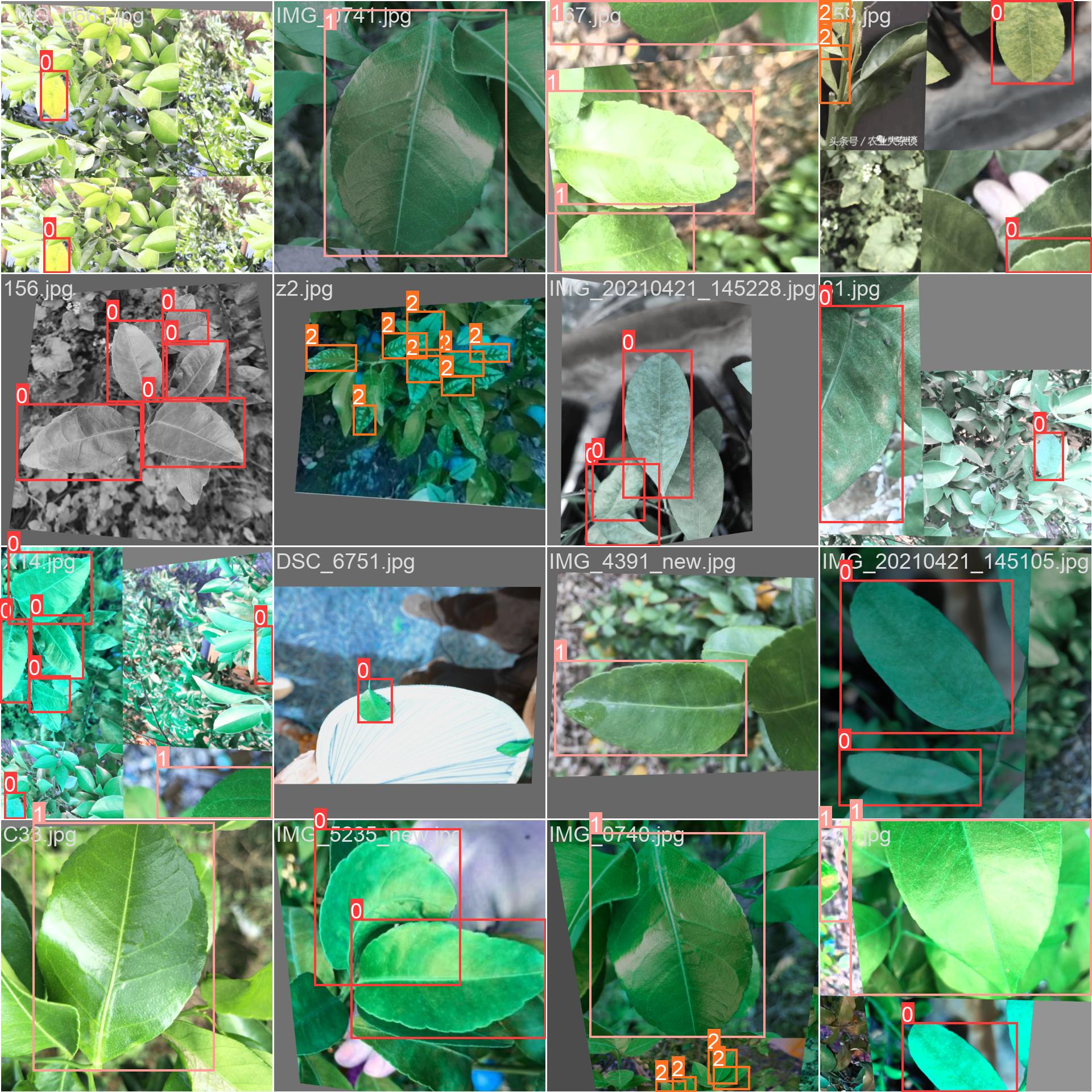 61_citrus_disease-train_batch0.jpg