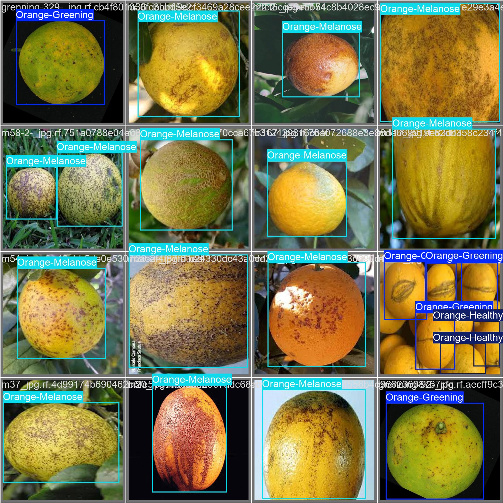 65_orange_rot-val_batch1_labels.jpg