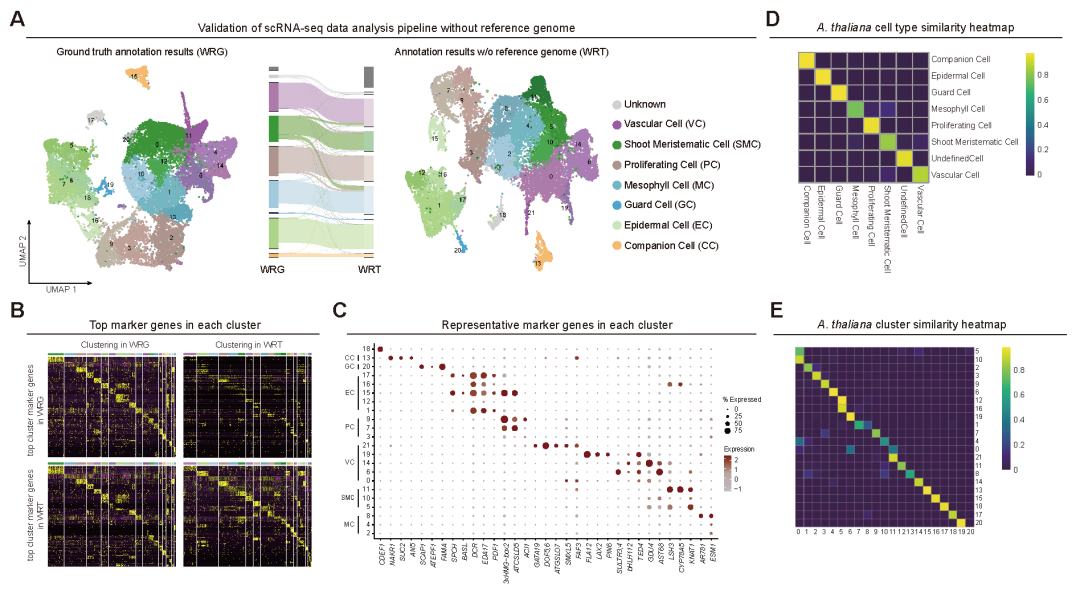 Cell | 王佳伟研究组开发基因挖掘新策略 突破植物发育生物学研究瓶颈-CSDN博客
