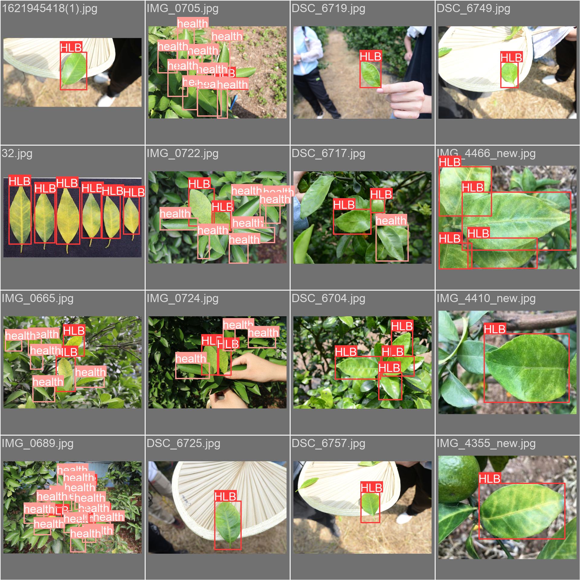 61_citrus_disease-val_batch0_labels.jpg