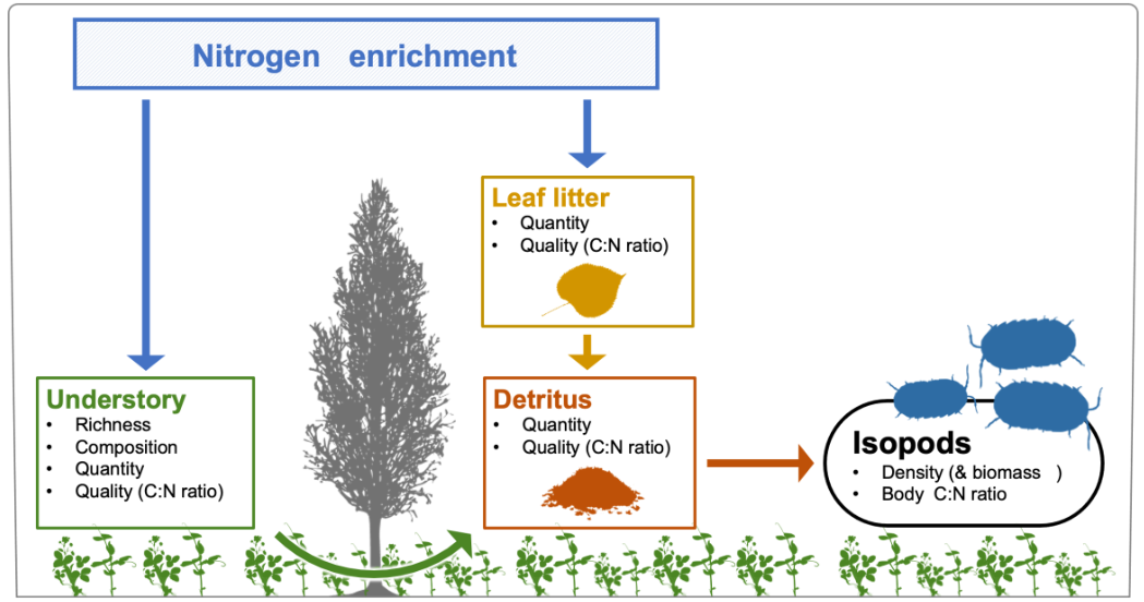 南京林业大学阮宏华教授团队《Functional Ecology》最新研究成果！氮沉降增加陆生等足目数量-CSDN博客