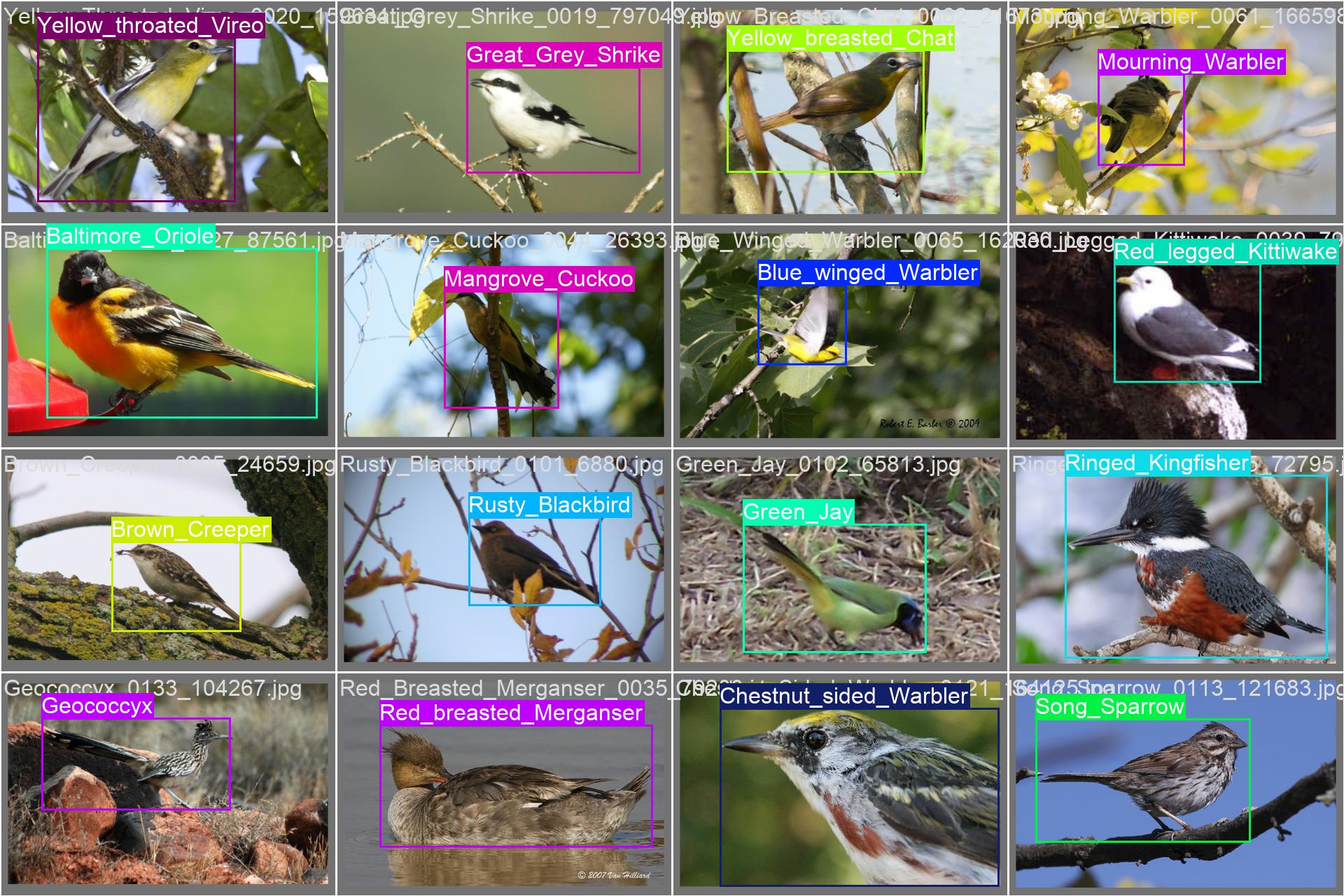 4_brid_detect-val_batch1_labels.jpg