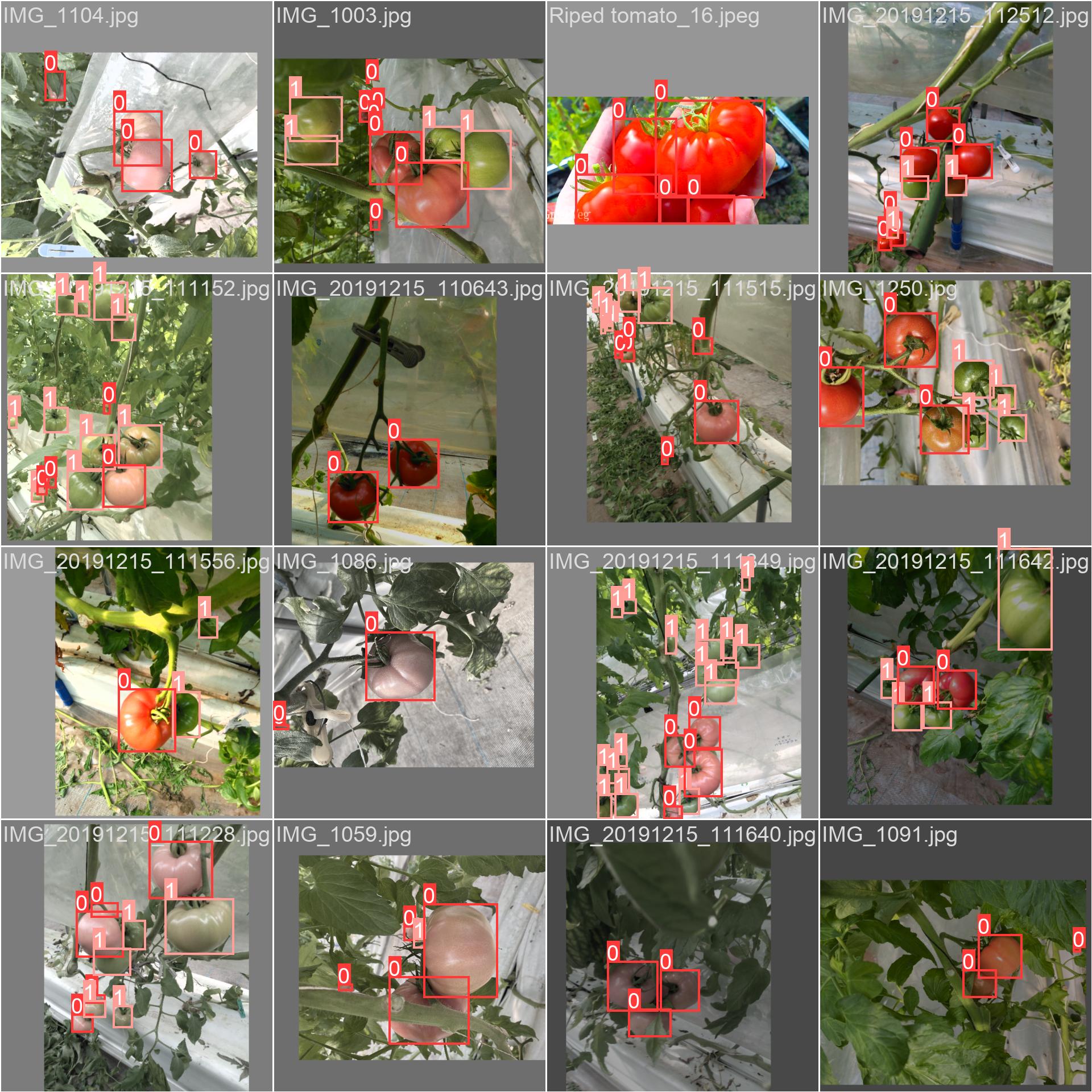 24_tomato_maturity-train_batch1.jpg