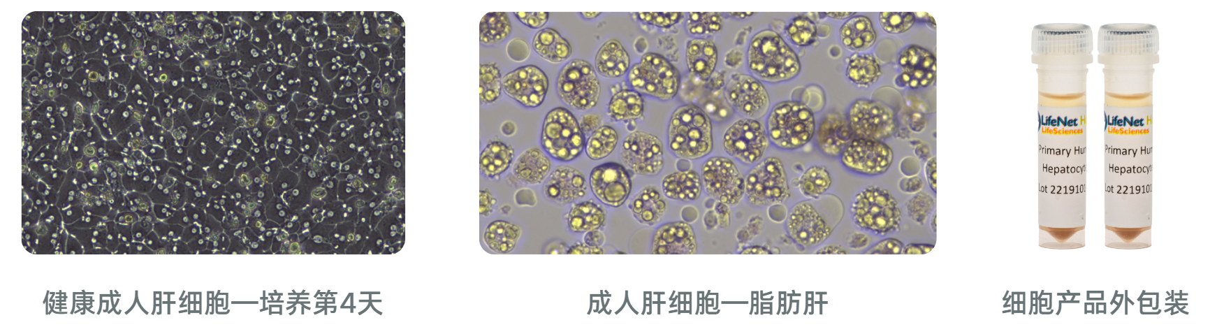LifeNet Health人原代肝细胞产品适配不同研究场景