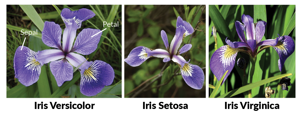 Iris_setosa