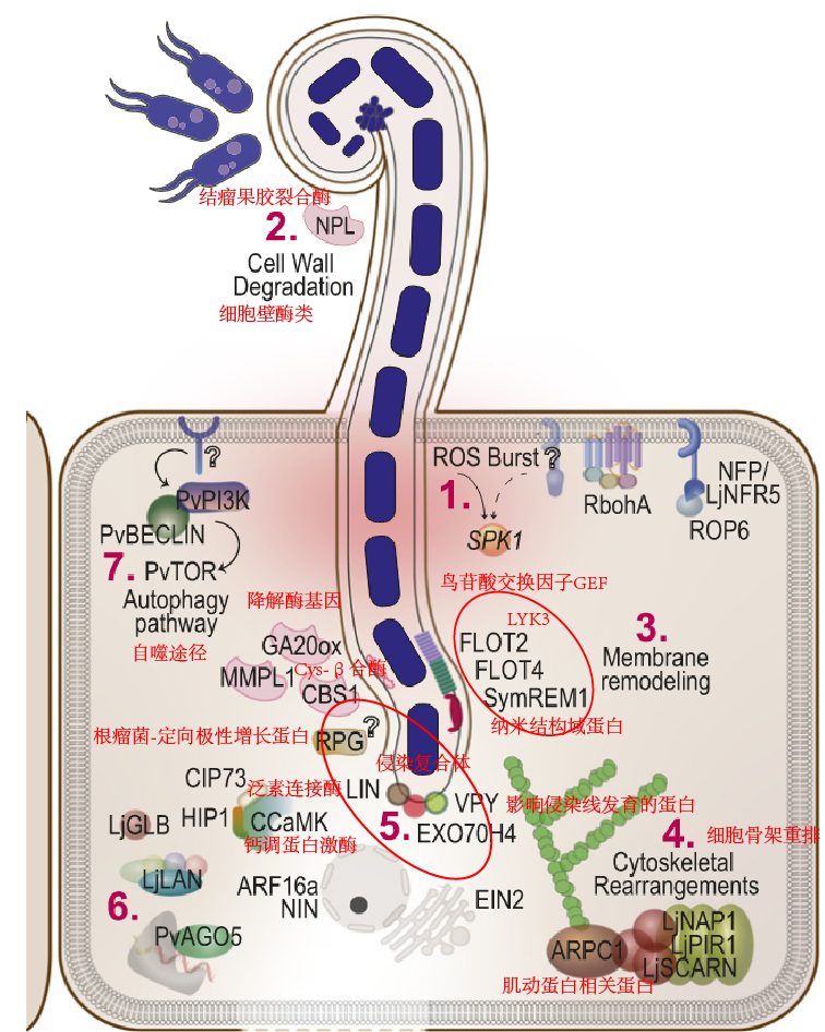 根瘤的发育过程_类菌体+共生体膜+物质运输-CSDN博客
