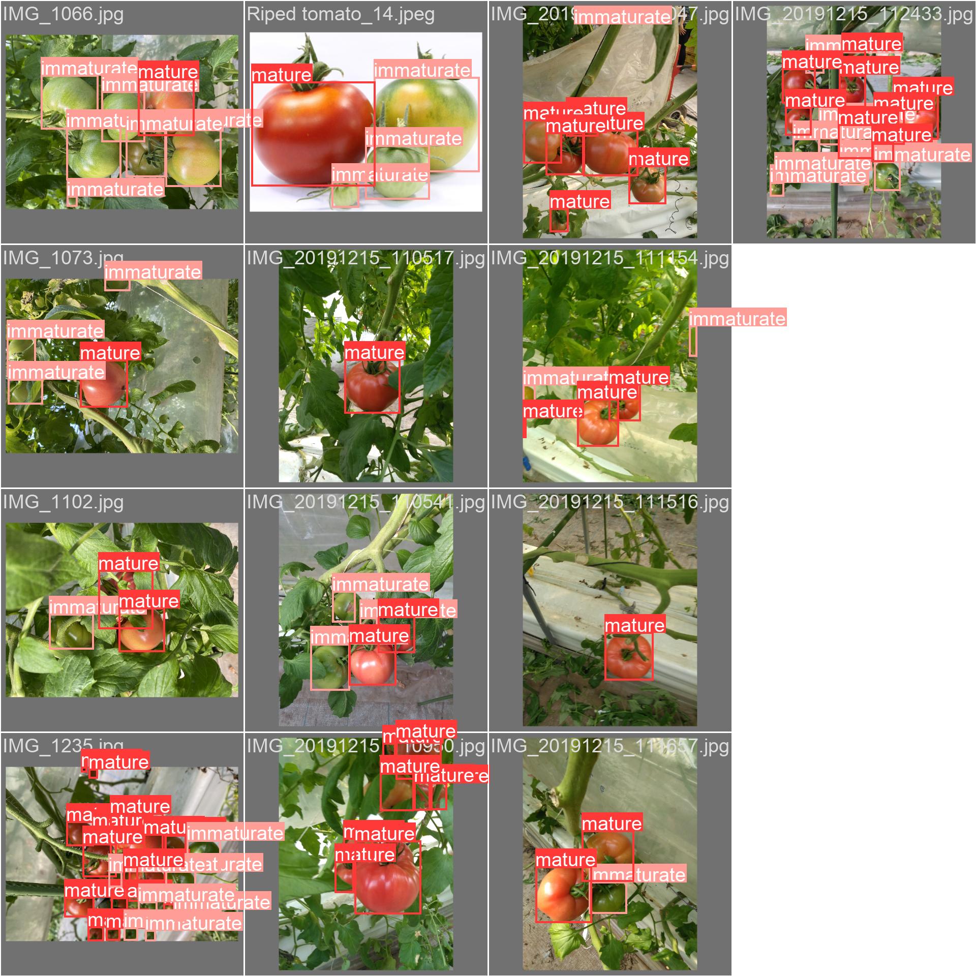 24_tomato_maturity-val_batch0_labels.jpg