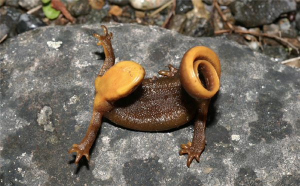 难以理解！为什么在自然界中 颜色鲜艳代表危险