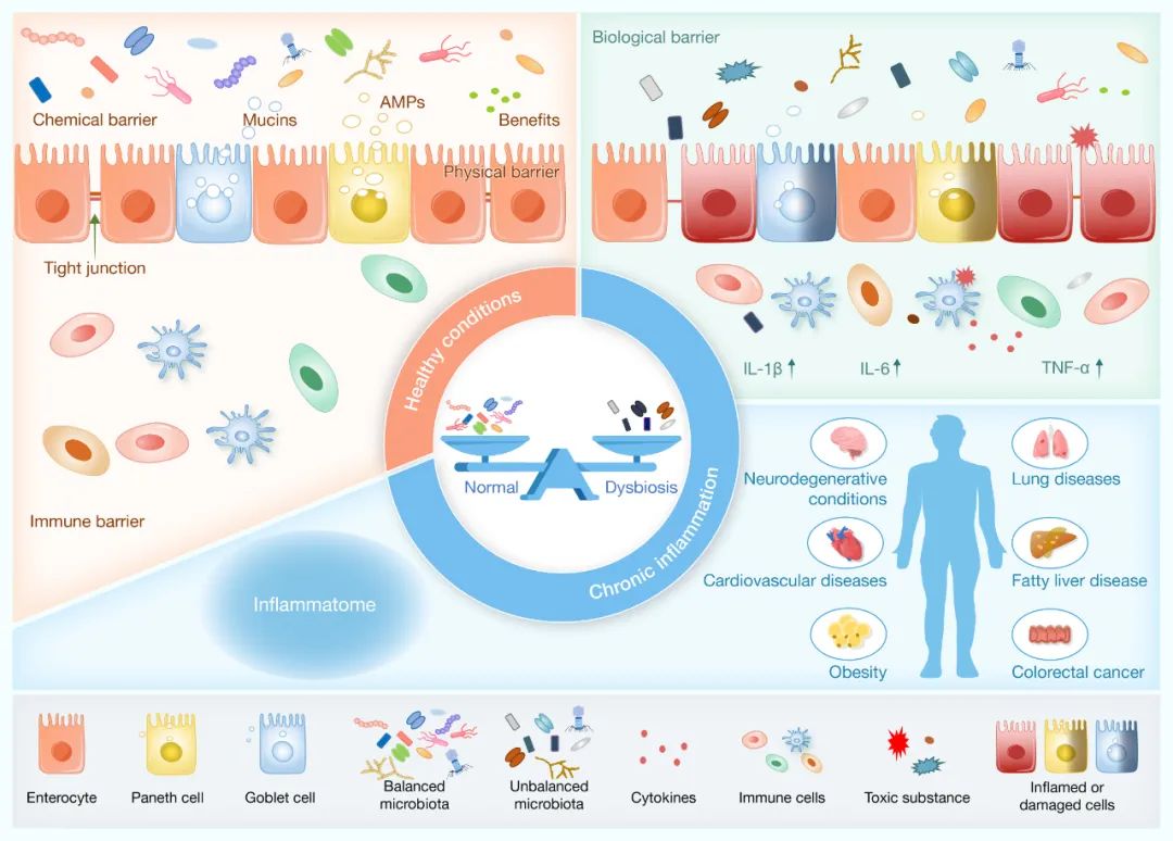 hLife |菌群、慢性炎症与健康：炎症组学开启精准医疗新时代_inflammatomics-CSDN博客