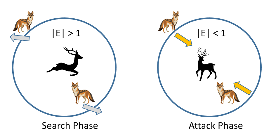 图11：金豺的搜索与攻击阶段
